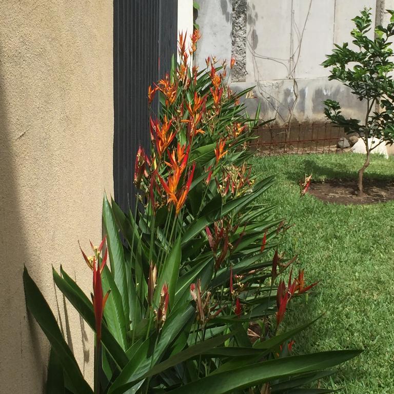Airport Rio Segundo Studio Bed & Breakfast Alajuela Luaran gambar